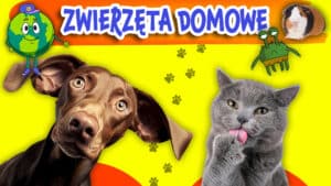 Zwierzęta domowe - Znasz je wszystkie?